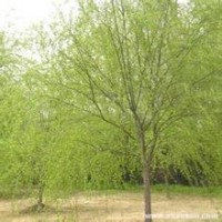 2018年山西黄皮垂柳价格