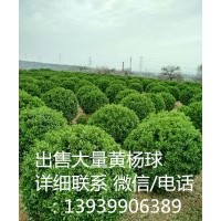 长期供应各种规格的大叶黄杨球 洛阳