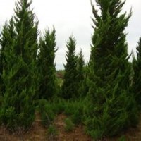 4米龙柏报价山东3米龙柏球销售基地