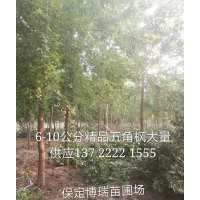 五角枫_金叶白蜡价格_金叶国槐报价_香花槐基地