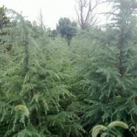 供应雪松3米20000棵85装车南京货