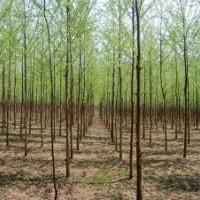 造型好、质量好的柳树的批发价格