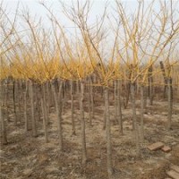 金枝槐的市场销售价格