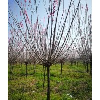 绍兴地区原生红梅供应