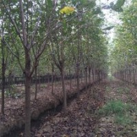 供应11公分樱花树，420块钱装车，基地直供