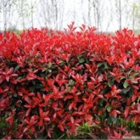 宿松苗木红叶石楠球