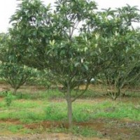 大量供应各种规格枇杷树银杏树批发价格