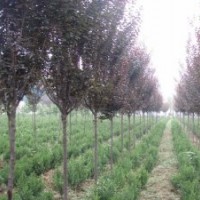 8公分红叶李，产地直销，质量保证