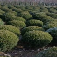 种植、销售刺柏的供应商家_常年供苗包成活率