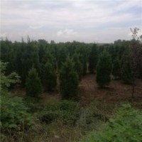 江苏塔柏基地200公分高塔柏的价格