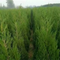 80公分塔柏的批发价格是3.5元