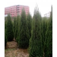 刺柏（塔柏、桧柏、圆柏）