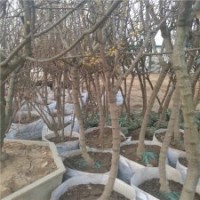 厂家直销4公分的腊梅树，装车