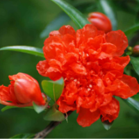 花石榴基地大量优质花石榴苗，品质保证