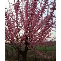 14-18公分红梅出售！