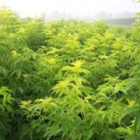 廊坊绿化苗木接骨木