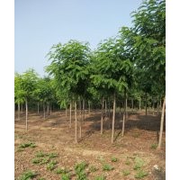 保定12公分香花槐价格