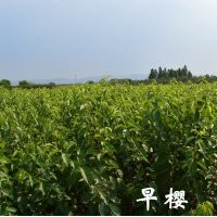 小苗系列——早樱小苗