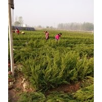 龙柏价格高度40-50公分龙柏绿篱苗价格江苏龙柏基地