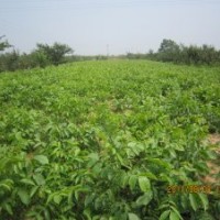 苹果苗 核桃苗 樱桃苗 枣树苗