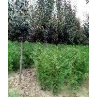 供侧柏营养杯苗，河南桧，雪松，蜀桧，龙柏，沙地柏，洒金柏