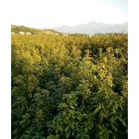 地径二、三、四、五公分的金丝楠木