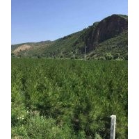 樟子松、油松，2米、2.5米、3米的都有