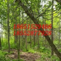 5公分水杉 6公分水杉树