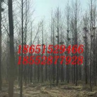 7公分水杉 8公分水杉树