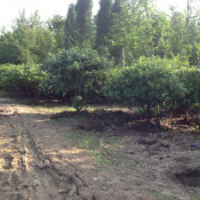 【海桐】最新海桐_价格_图片_产地报价表