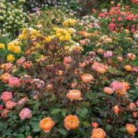 江苏欧月低价批发