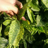 江苏洒金珊瑚供应 哪里有洒金珊瑚货源？