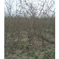 垂丝海棠地径五公分多少钱一颗？垂丝海棠哪里便宜？