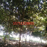 枇杷树低价供应 2019枇杷树价格