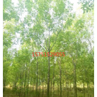 哪里有白蜡货源？ 低价供应苗圃直销白蜡