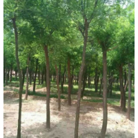 洋槐树货源 ？ 江苏大量供应洋槐树 低价批发