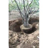 八棱海棠树移植管理