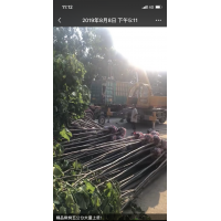 供应楸树6 7 8公分