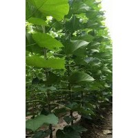 河南周口楸树梓树万亩基地