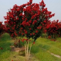 美国紫薇地径6-8公分北京大苗圃基地购树木市排价