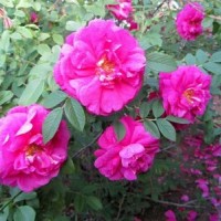 红刺梅供应 江苏红刺梅价格-最新红刺梅价格、批发报价低价批发