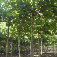 悬铃木哪里有 ？ 低价供应