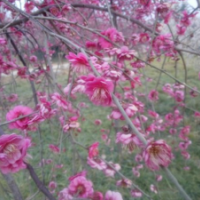 江苏大量垂枝梅供应