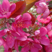 江苏大量供应北美海棠 低价批发