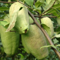 江苏木瓜海棠低价供应 苗圃直销