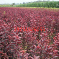 红叶女贞哪里有基地 红叶女贞江苏货源
