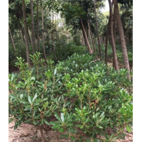 海桐哪里有货源？海桐哪里便宜？海桐苗圃直供