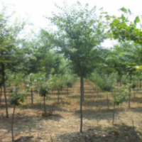 现在紫薇基地的紫薇树多少钱一颗？