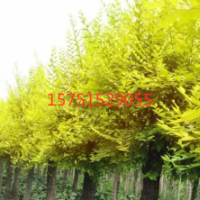 金叶榆哪里有 ？ 低价供应 江苏金叶榆供应