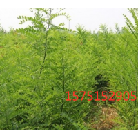 国槐哪里有货源？ 江苏直供国槐